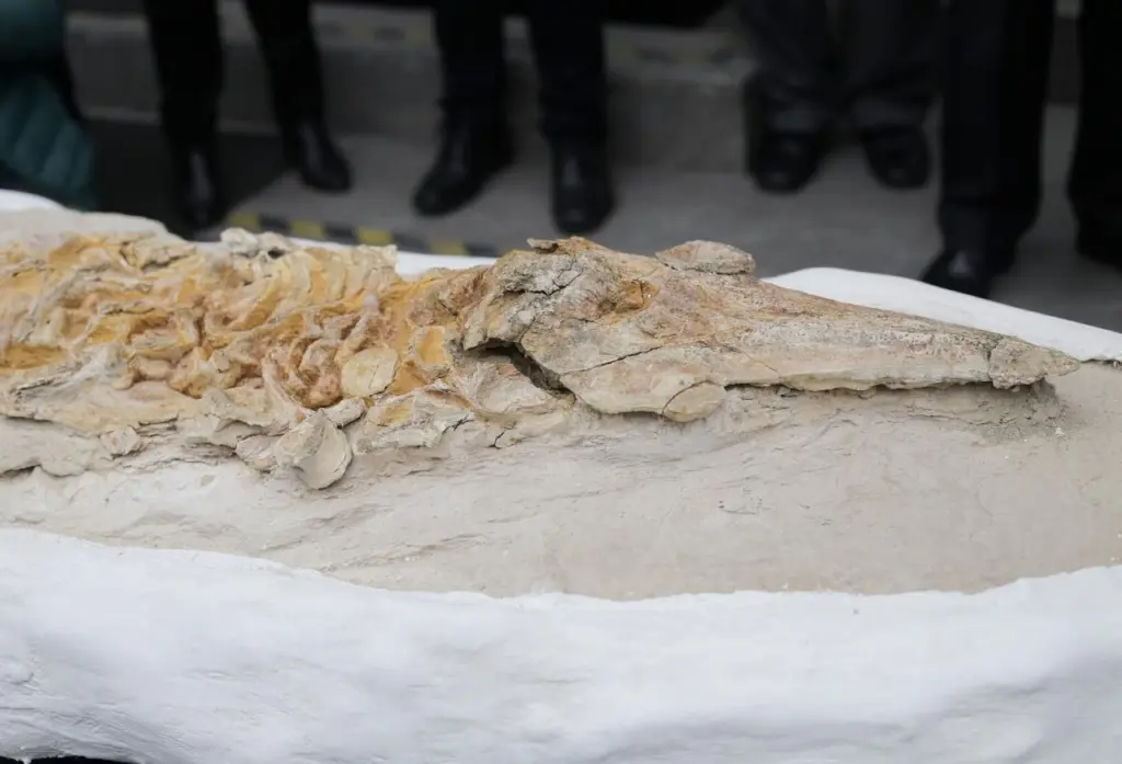 У Перу знайшли скам’янілий скелет стародавньої дельфіноподібної істоти