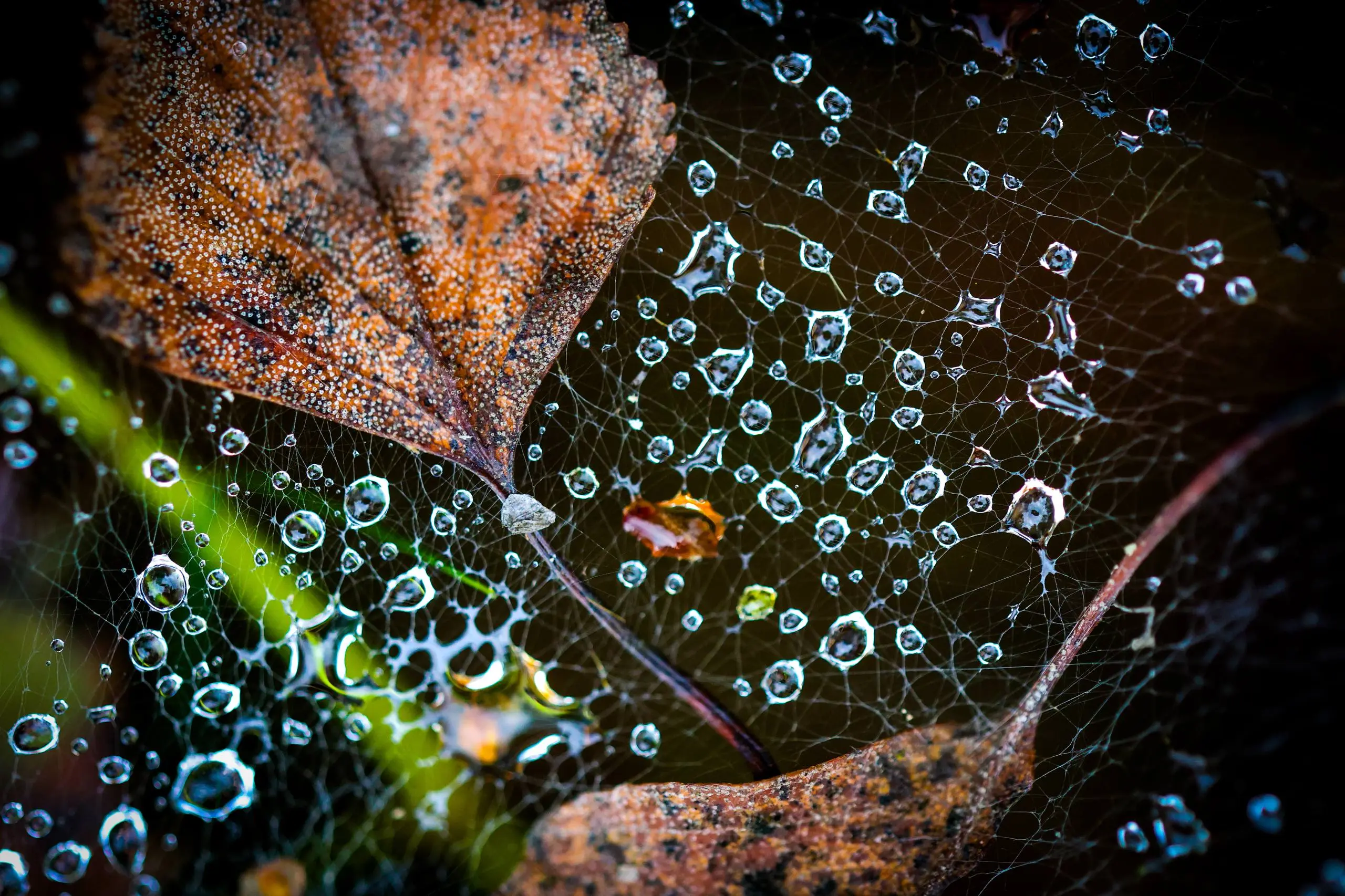 Drop of waters (Canon RF 100 mm f2.8)